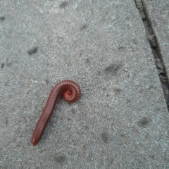 Trigoniulus corallinus