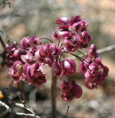 Cynorhiza typica