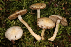 Inocybe armeniaca