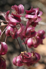 Cynorhiza typica
