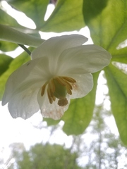 Podophyllum peltatum
