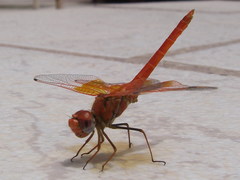 Trithemis kirbyi