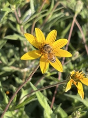 Apis mellifera