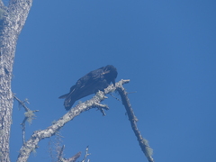 Corvus