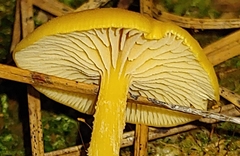 Gloioxanthomyces nitidus