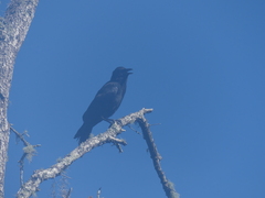 Corvus