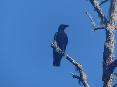 Corvus
