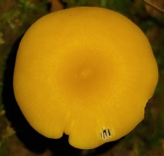 Gloioxanthomyces nitidus