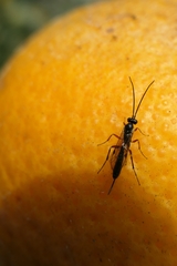 Campopleginae