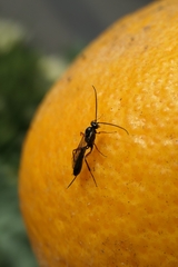 Campopleginae