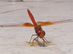Trithemis kirbyi
