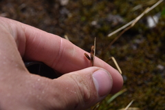 Juncus drummondii