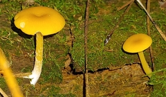 Gloioxanthomyces nitidus