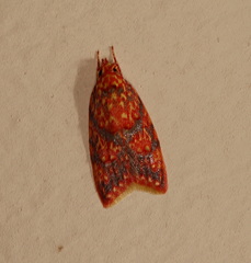 Lophopepla igniferella