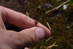 Juncus drummondii