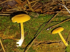 Gloioxanthomyces nitidus