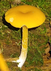 Gloioxanthomyces nitidus
