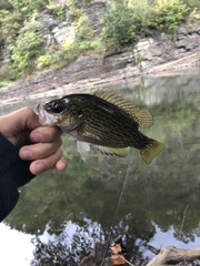 Ambloplites rupestris
