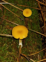 Gloioxanthomyces nitidus