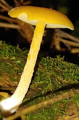 Gloioxanthomyces nitidus
