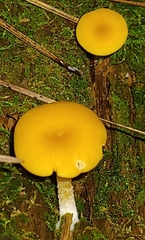Gloioxanthomyces nitidus