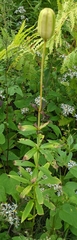 Lilium