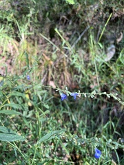 Salvia azurea