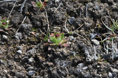 Micranthes ferruginea