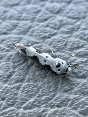 Ethmia
