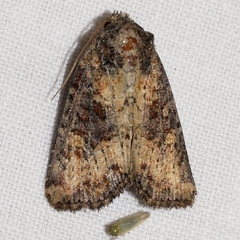 Mesapamea fractilinea