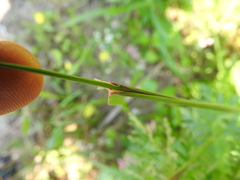 Alopecurus myosuroides