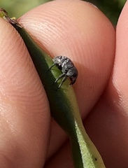 Chalcodermus aeneus