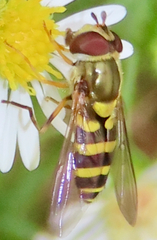 Syrphus rectus