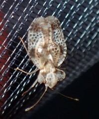 Stephanitis pyri