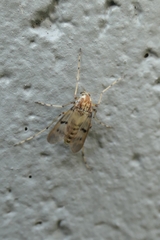Tanypodinae