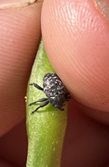 Chalcodermus aeneus