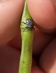 Chalcodermus aeneus