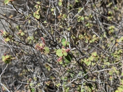 Acalypha californica