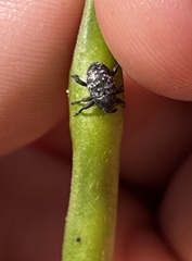 Chalcodermus aeneus