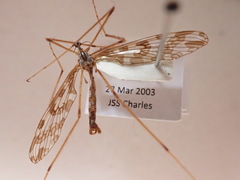 Mischoderus forcipatus