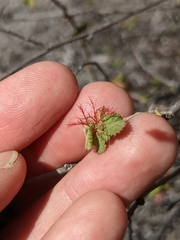 Acalypha californica