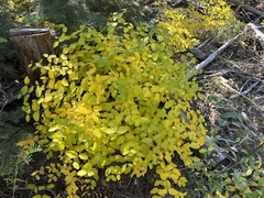 Symphoricarpos mollis