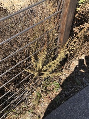 Artemisia californica
