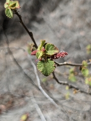 Acalypha californica
