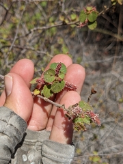 Acalypha californica