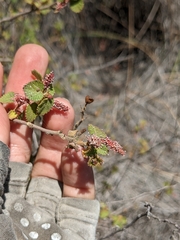 Acalypha californica