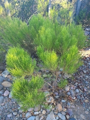 Baccharis sarothroides