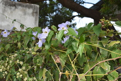 Thunbergia laurifolia
