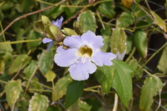 Thunbergia laurifolia