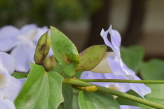 Thunbergia laurifolia